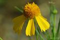 Helenium amarum